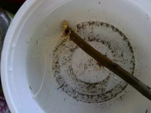 剩水果可以干啥