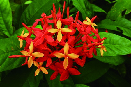 适合家里养的18种花的图片