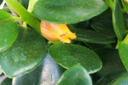 金鱼吊兰对阳光有什么要求