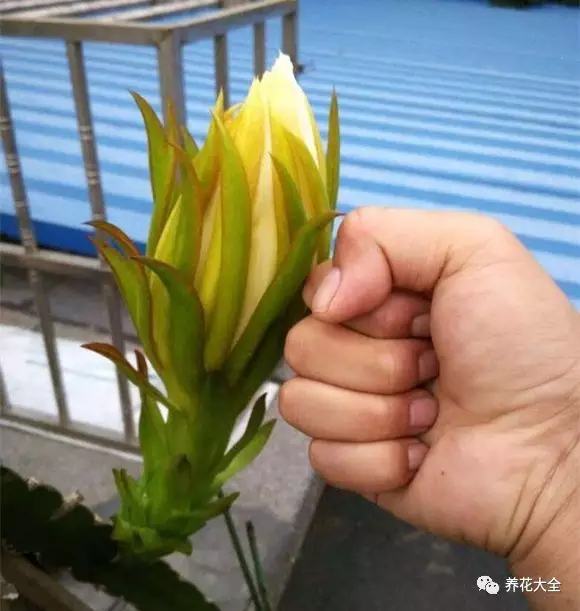 剩水果可以干啥