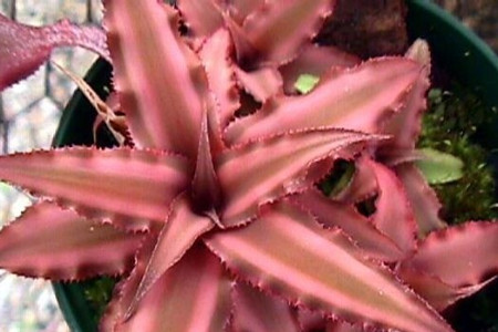 姬凤梨怎么生根