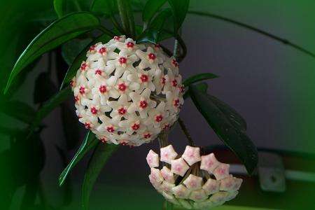 适合家里养的18种花的图片