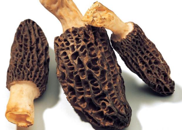 羊肚菌和什么相克富含纤维素食物,易出现消化负担过重(羊肚菌和什么菌类搭配)