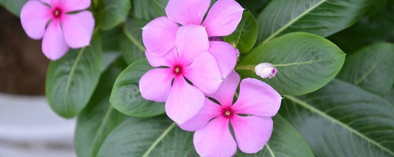 四季梅的养殖方法和注意事项(四季梅的养殖方法和注意事项长春花)