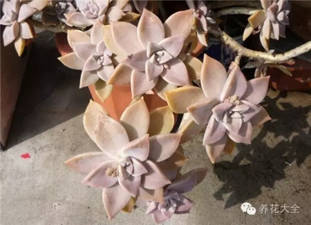 耐寒又不怕晒的植物