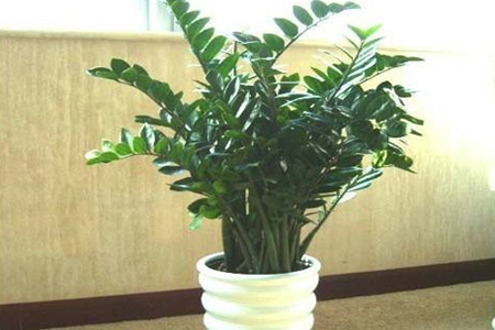 金钱树烂根怎么修剪