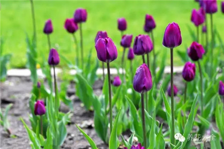 耐寒又不怕晒的植物