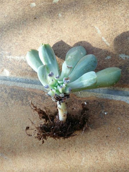 特玉莲叶片干枯腐烂怎么办(特玉莲长了很多侧芽要剪掉吗)