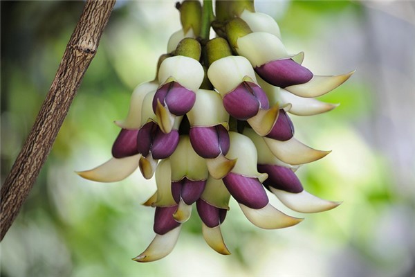 禾雀花怎么繁殖(禾雀花怎么繁殖视频)