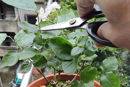 怎样给茉莉修剪枝子