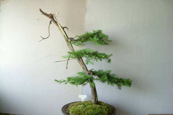 杜松盆景的制作和养护(杜松种植)