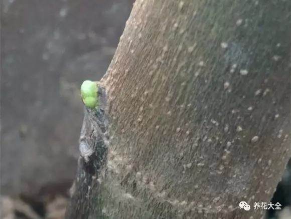 剩水果可以干啥