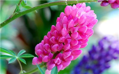 鲁冰花种长什么样