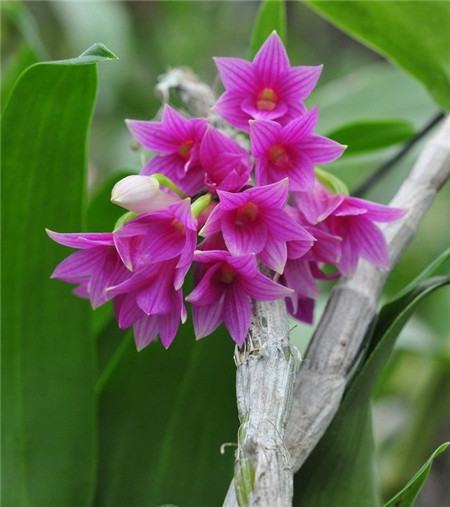 红花石斛什么时候开花的