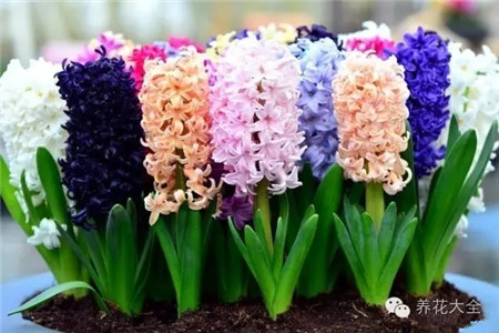 耐寒又不怕晒的植物