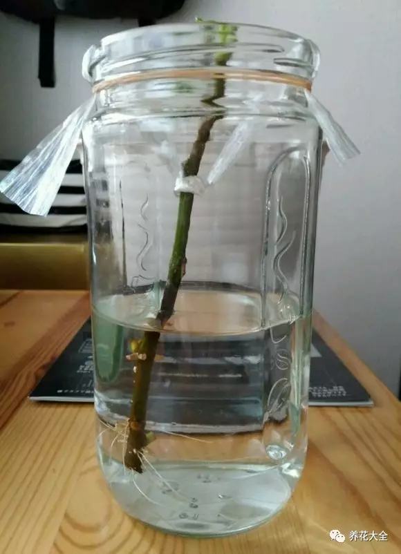 剩水果可以干啥