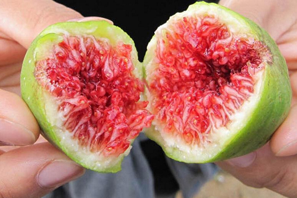 “无花果”剪个枝插土里30天就生根结的果子甜过蜜！(无花果插土里面多久生根)