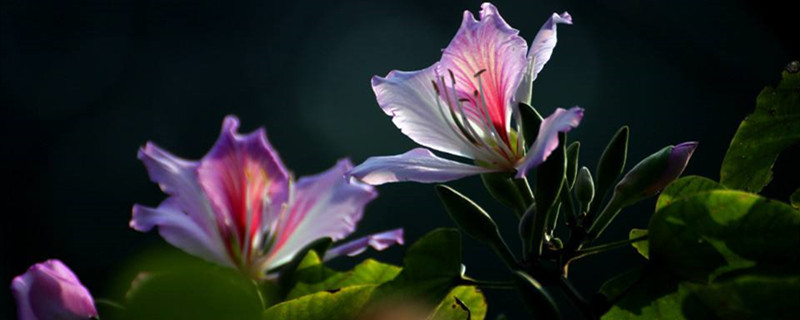 羊蹄甲的养殖方法(羊蹄甲怎么养)