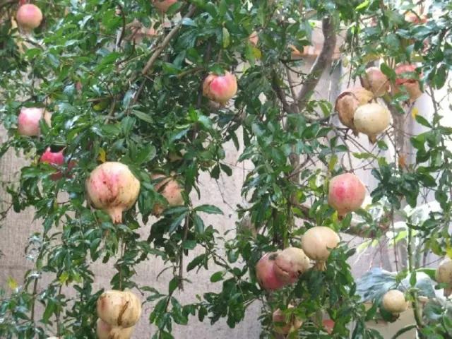 剩水果可以干啥