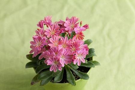 适合家里养的18种花的图片