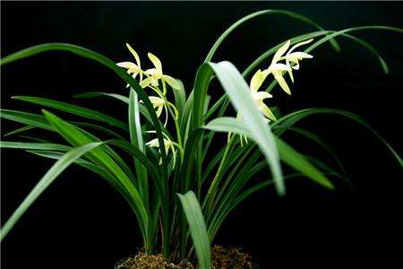 适合家里养的18种花的图片