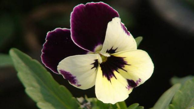 蝴蝶花的功效与作用(蝴蝶花的功效与作用及用法用量)