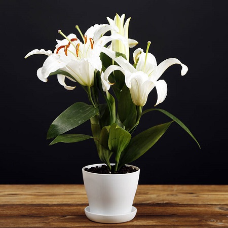 百合盆栽冬天会冻死吗