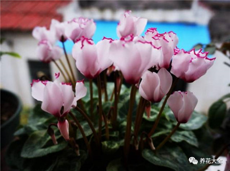 过年了买鲜花放家里说说