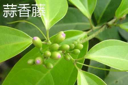 飘香藤和蒜香藤的区别是什么