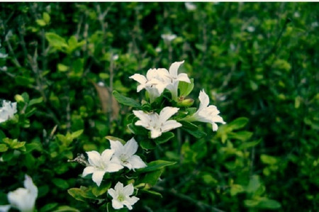 六月雪的功效与作用主治