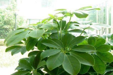 鹅掌木怎样扦插