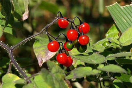 白英的功效与作用及图片