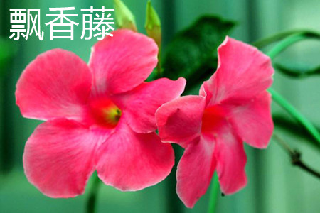 飘香藤和蒜香藤的区别是什么