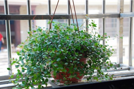 吊兰开花寓意着什么