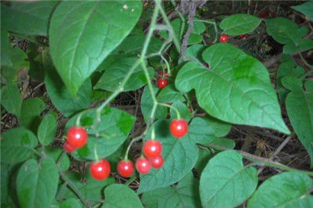 白英的功效与作用及图片