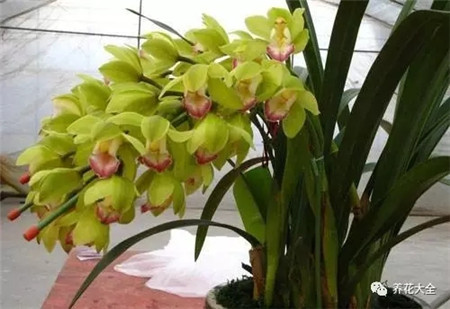 过年了买鲜花放家里说说