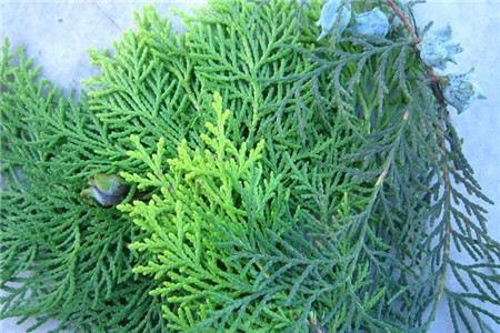 侧柏叶煮水洗头的功效