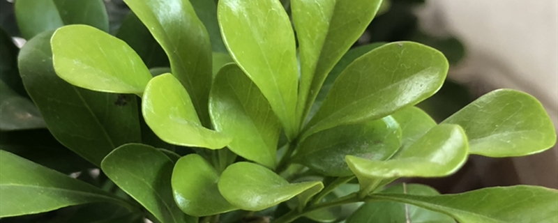 米兰如何修剪米兰何时修剪更好(米兰啥时候修剪怎么修剪)