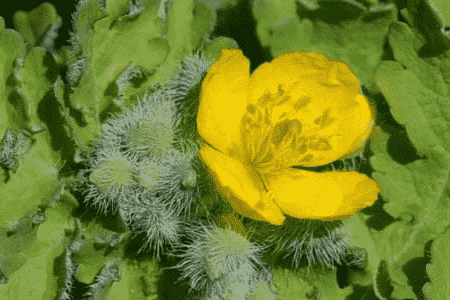 白屈菜的作用和功效与作用