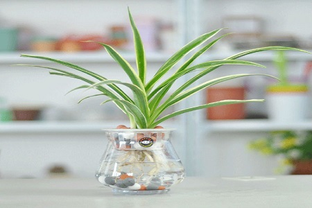 吊兰开花寓意着什么