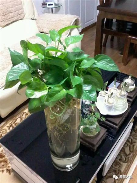 水培花卉为什么会烂根