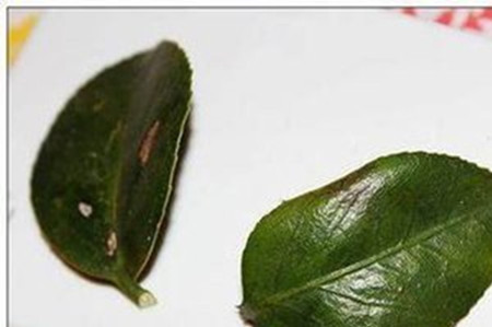 茶花的叶子干硬脱落什么原因呢