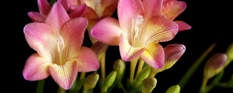 香雪兰不开花怎么办(香雪兰不开花怎么办视频)