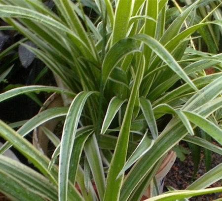 银边吊兰花图片