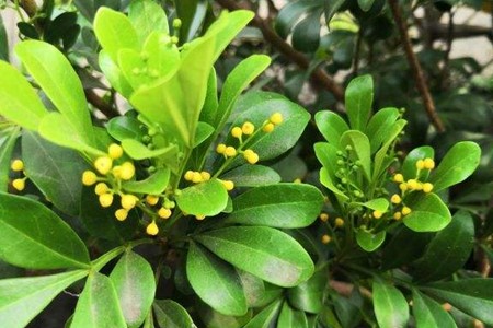 米兰啥时候修剪怎么修剪