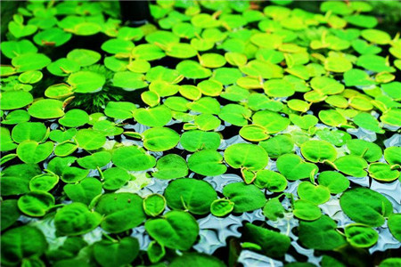 浮萍的功效与作用的功能与主治