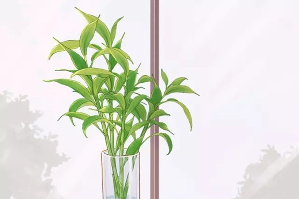 花草水培老是养不好到底咋回事(水培花卉为什么会烂根)