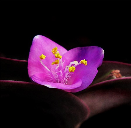 紫罗兰叶插多久发芽