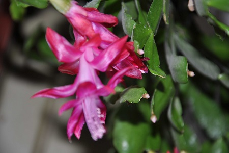 蟹爪兰什么时候开花结果