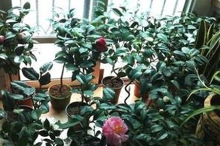 茶花的叶子干硬脱落什么原因呢